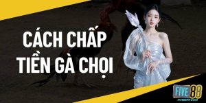 Cách chấp tiền gà chọi