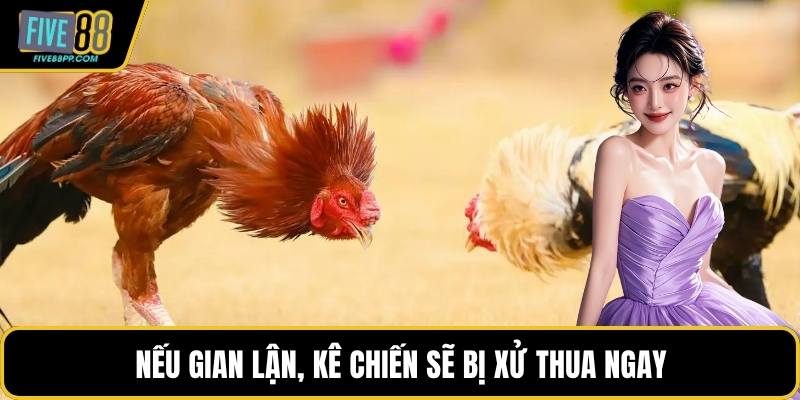 Cách Chơi Đá Gà – Hướng Dẫn Chi Tiết Cho Bạn Mới Tham Gia 2 Nếu gian lận, kê chiến sẽ bị xử thua ngay